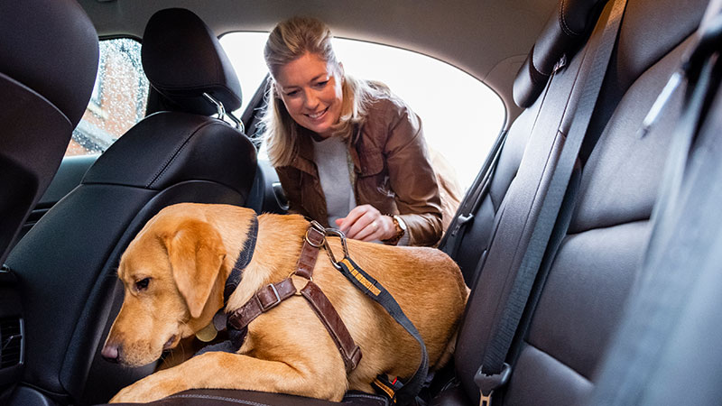 Senhora sorridente a prender um cão grande com cinto de segurança no banco de trás do carro